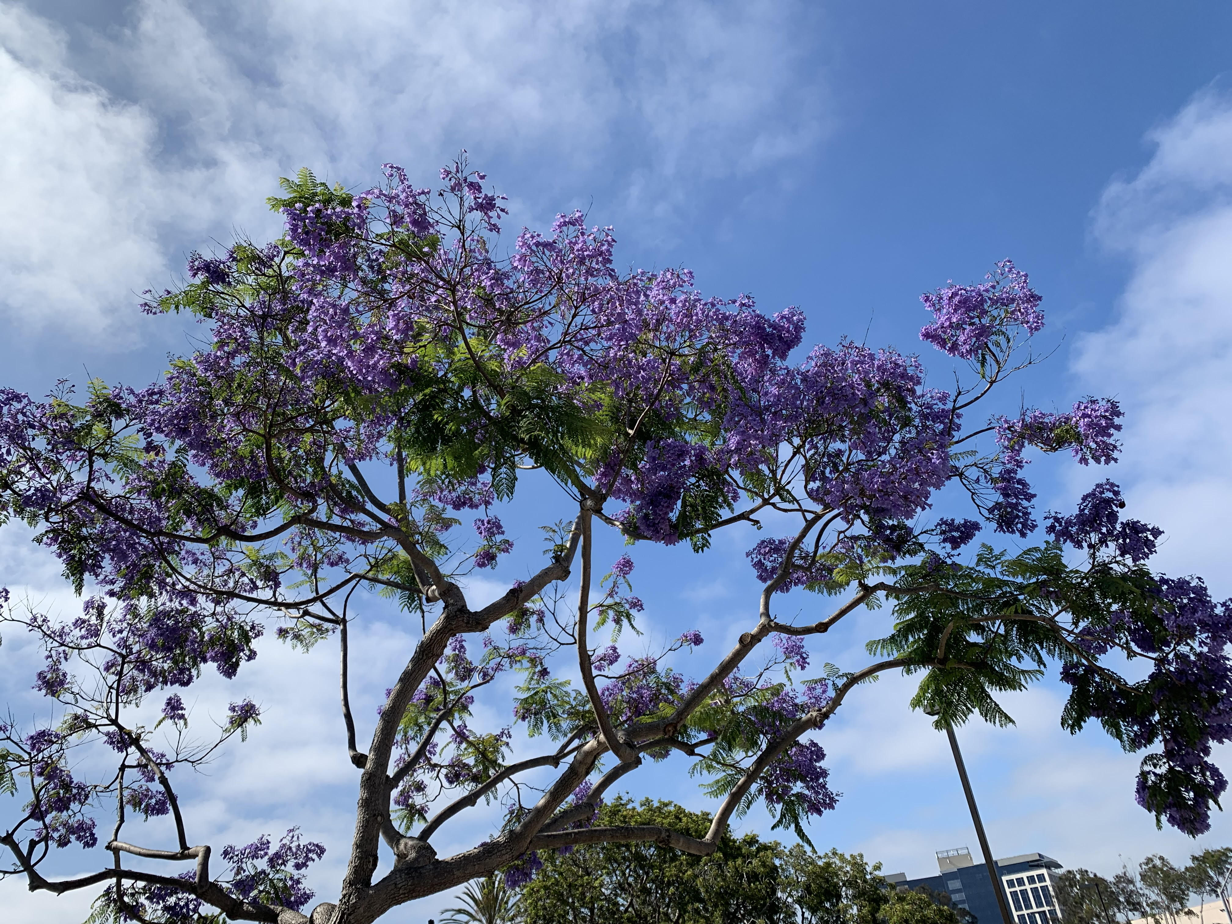 san diego trees with purple flowers
