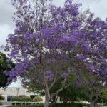 jacaranda2