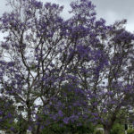 jacaranda3