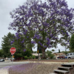 jacaranda4